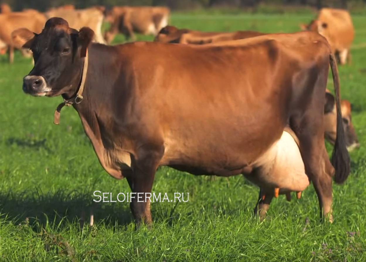 Джерсейская порода коров: характеристика, внешний вид, содержание, отзывы