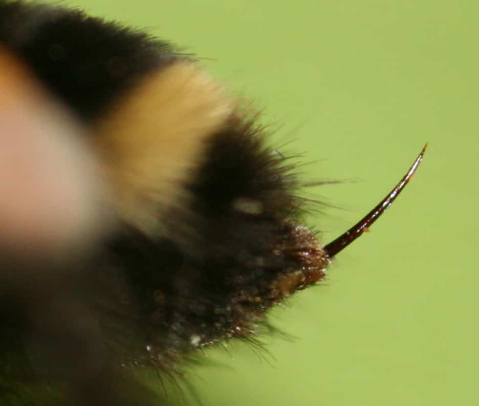 Опасные насекомые: кусается шмель или нет?