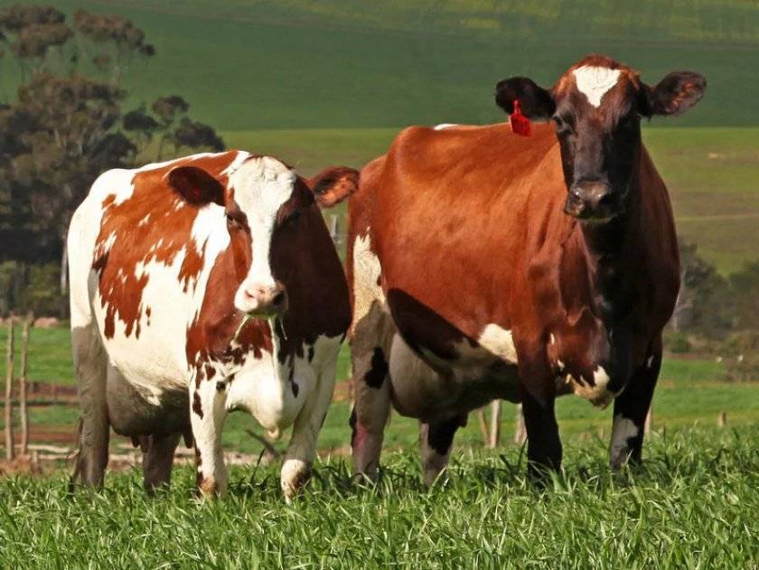 Какие бывают породы коров