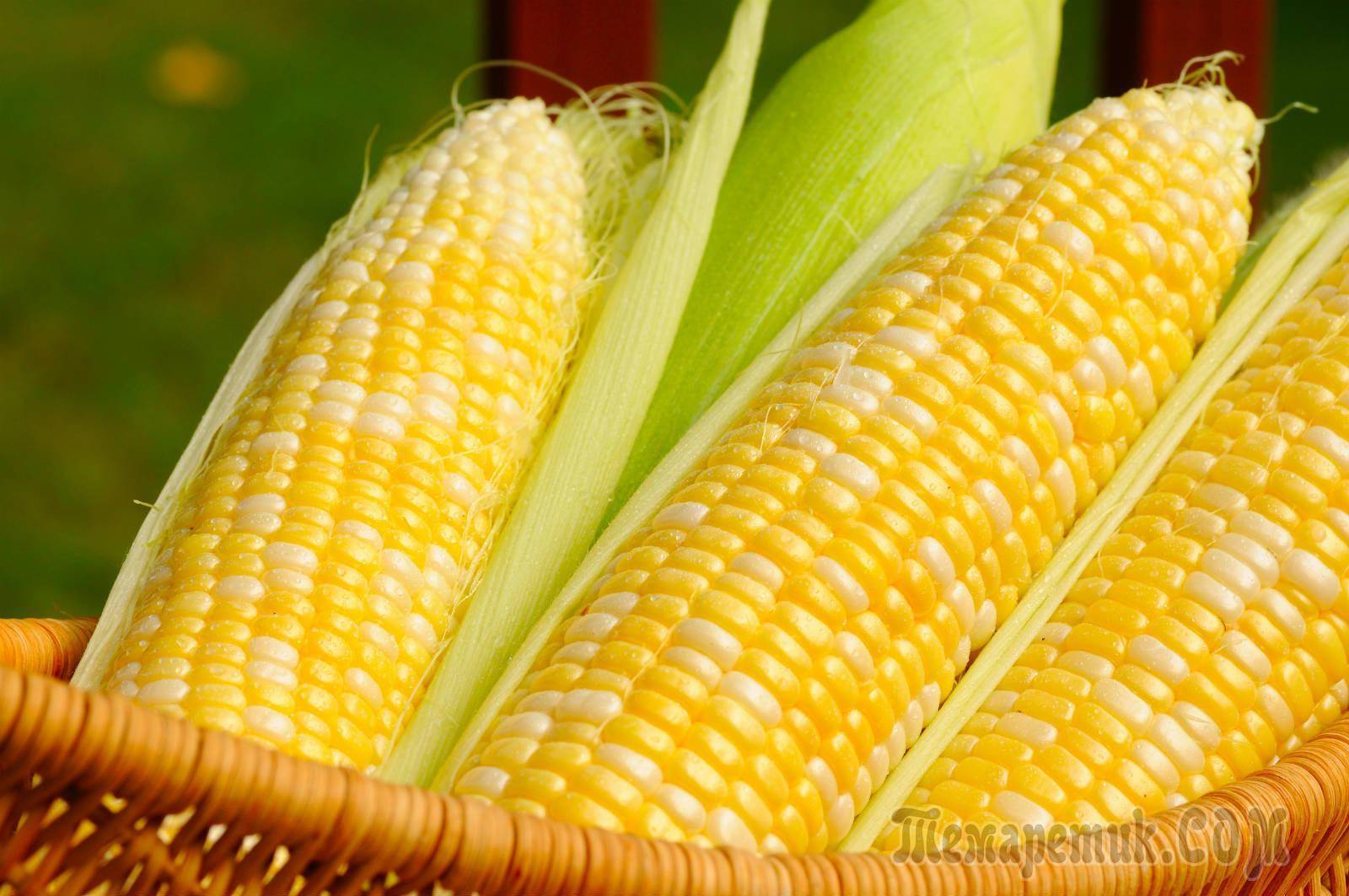 Сахарная кукуруза: описание вида, советы по уходу и разведению