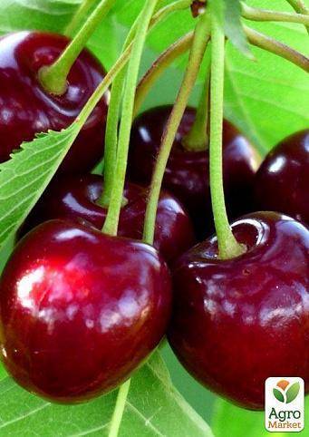Как выбрать лучший самоплодный сорт черешни и вишни для подмосковья
