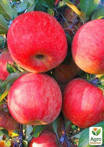 Яблоки сорта «фуджи»: фото, характеристика, достоинства и недостатки. особенности выращивания яблок «фуджи»: уход