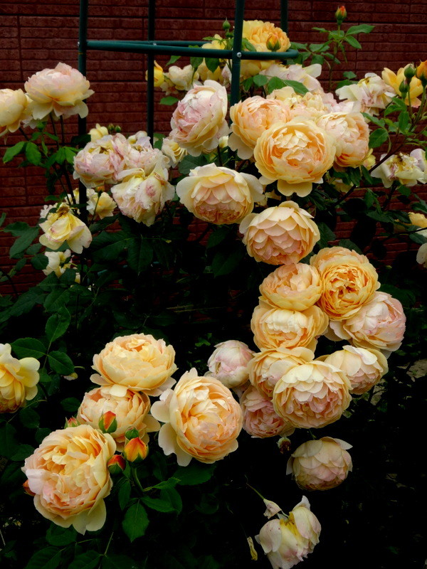 Роза голден селебрейшен: описание, особенности выращивания