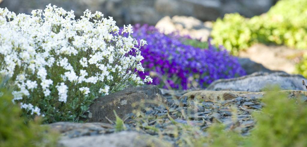 Цветы многолетние для альпийской горки