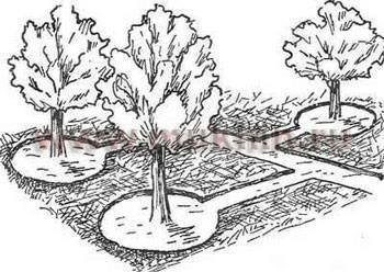 Система орошения сада: полив саженцев плодовых деревьев и как поливать взрослые культуры