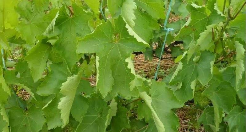 Почему на винограде скручиваются листья в трубочку, как узнать и исправить