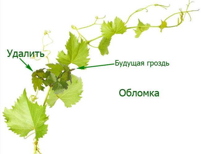 Зеленые операции на виноградных кустах