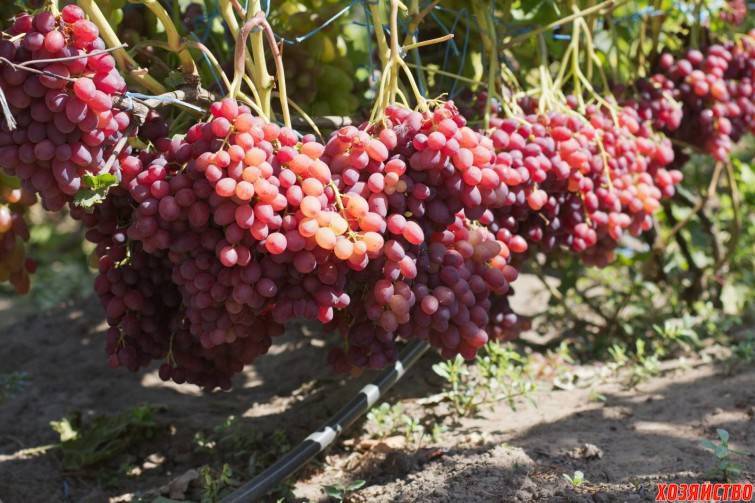 Секреты выращивания винограда в подмосковье и в северных регионах россии