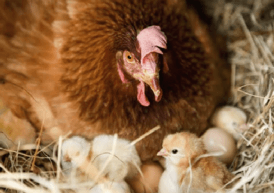 Как организовать высиживание яиц?