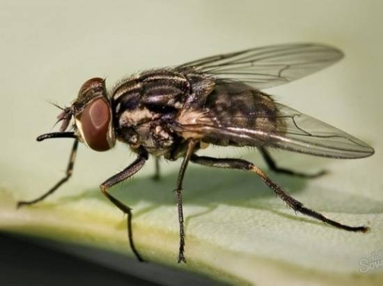 Как бороться с луковой мухой: 10 средств на скорую руку