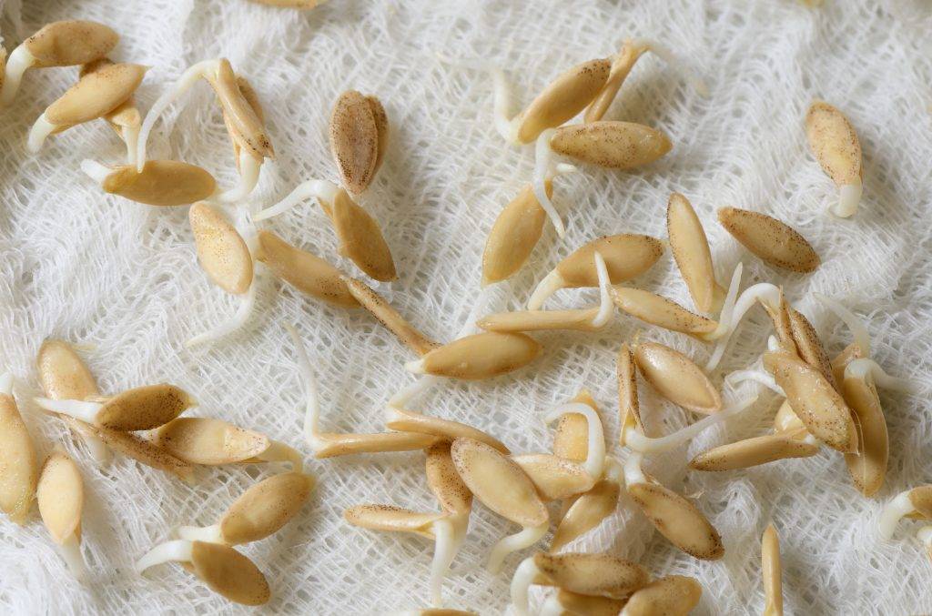 Как замочить семена огурцов перед посадкой — 115 фото, особенности, советы и рекомендации как правильно замачиваются семена пере высадкой