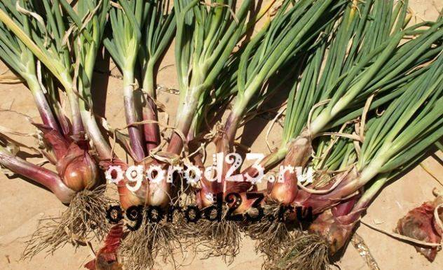 Лук-шалот: выращивание и уход, фото, как вырастить из семян в открытом грунте