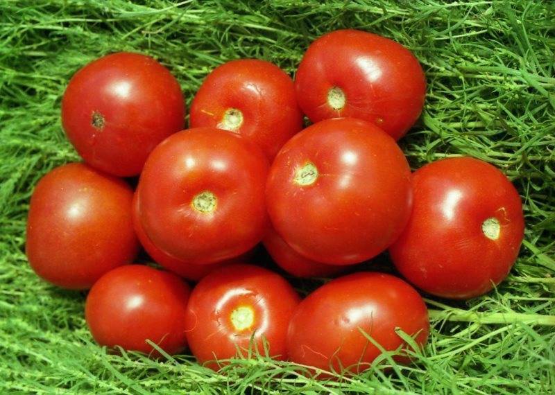 Прохор: описание сорта томата, характеристики помидоров, выращивание