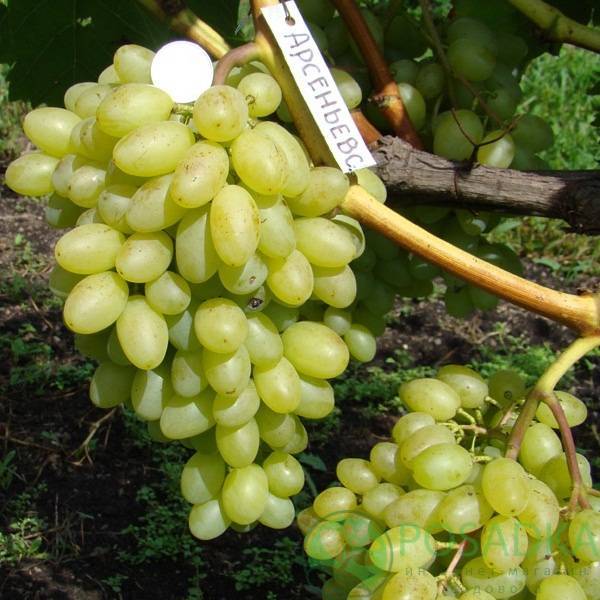 Характеристика винограда кишмиш 342