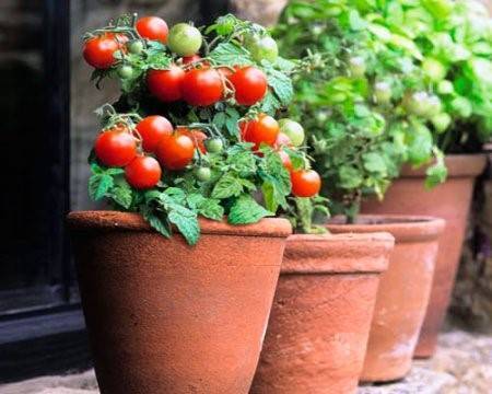 Как правильно ухаживать за рассадой помидор дома