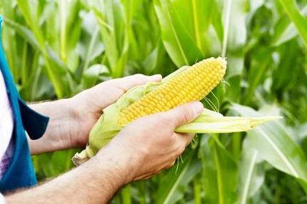 Выращивание кукурузы рассадой: когда и как сажать, почему желтеет