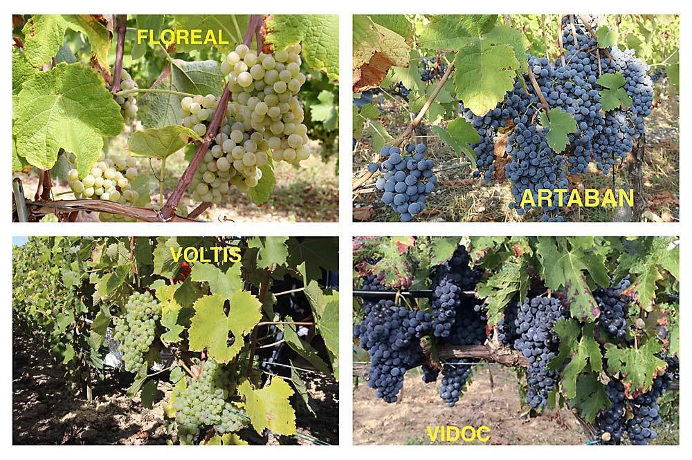 Перспективные, комплексоустойчивые, крупноплодные, ранние сорта винограда