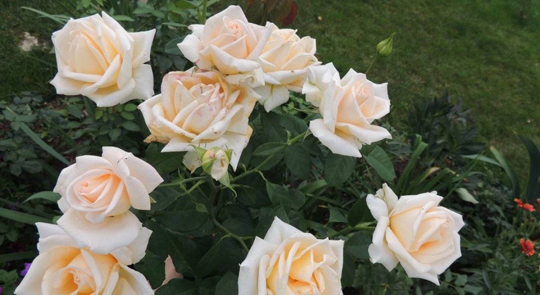 О розе Версилия: описание и характеристики сорта чайно гибридной розы