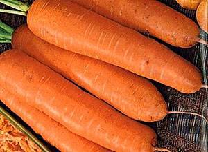 Посадка моркови семенами в открытый грунт весной: когда лучше, можно ли в конце мая, как происходит подготовка, как правильно сеять и на какую глубину, еще об уходе
