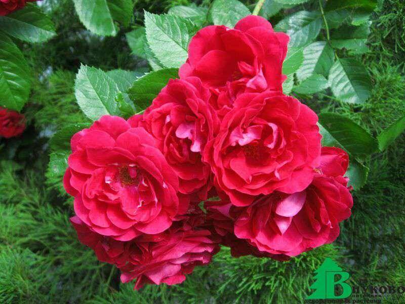 Роза фламентанц фото и описание: посадка и уход, видео, выращивание плетистой розы flammentanz осенью, отзывы