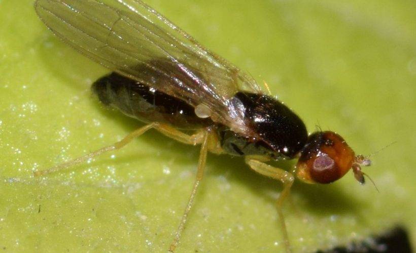 Как и чем бороться с луковой мухой: методы профилактики, народные способы и рецепты, инсектицидные средства