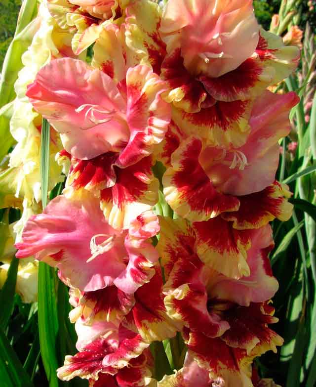 Лучшие сорта гладиолусов для вашего сада с фото и описанием цветов