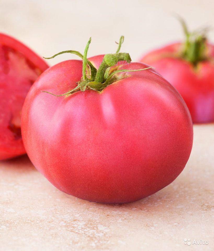 Выращивание помидоров пинк парадайз в теплице: подготовка к посадке, требования к парнику, а также особенности ухода за томатами