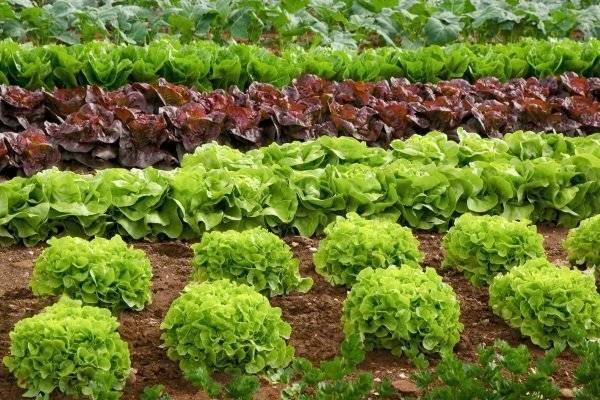 Растение салат: виды и сорта, выращивание в открытом грунте, посадка и уход