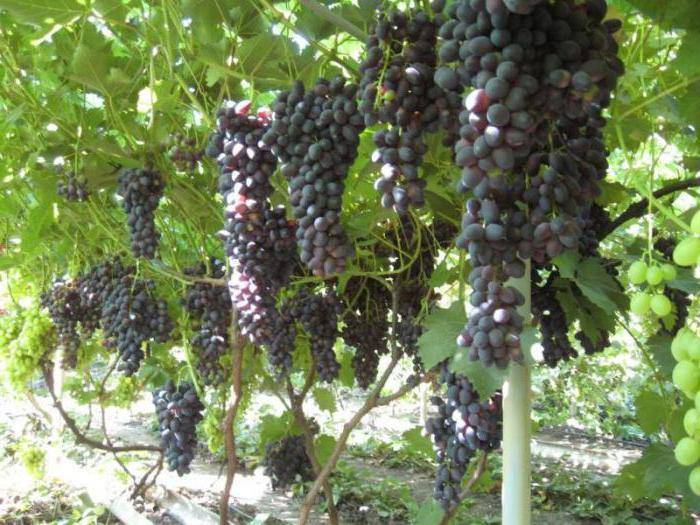 Красивый виноград с экзотическим вкусом — сорт «шоколадный»