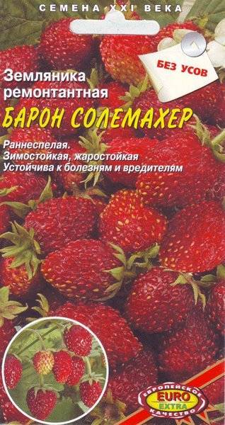 Земляника «барон солемахер»: выращивание из семян - подробная инструкция!