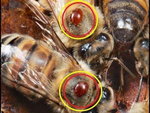 О варроатозе пчел: лечение летом, борьба с варроатозом, препараты и средства