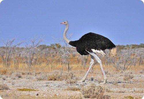 Разведение страусов: зачем и насколько выгодно