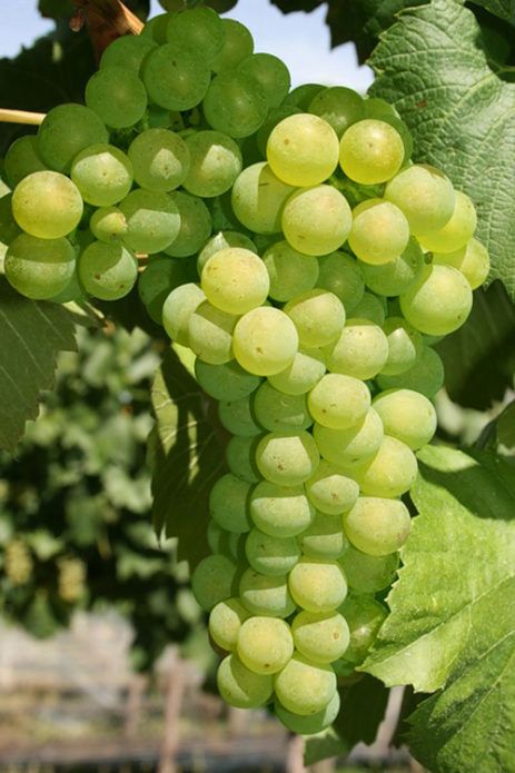 Описание винограда сорта платовский — характеристики, посадка