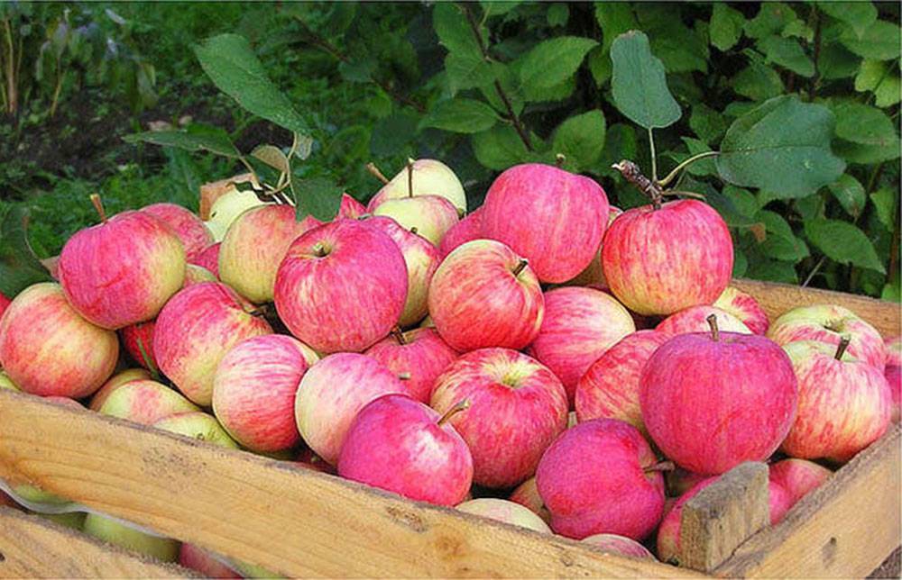 О яблоне Штрейфлинг: описание сорта, характеристики, агротехника, выращивание