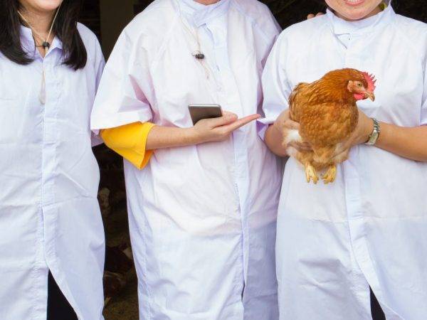 Забился зоб у курицы что можно сделать, советы и рекомендации птицеводов