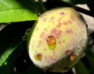 Болезни и вредители персика