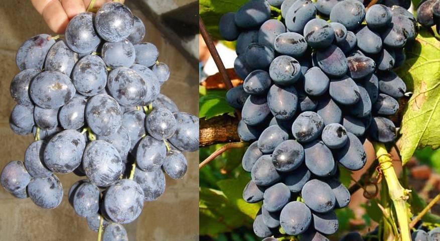 Виноград аттика (attica) - бессемянный сорт винограда