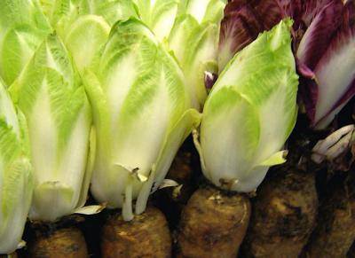 Цикорный салат эндивий: тонкости выращивания