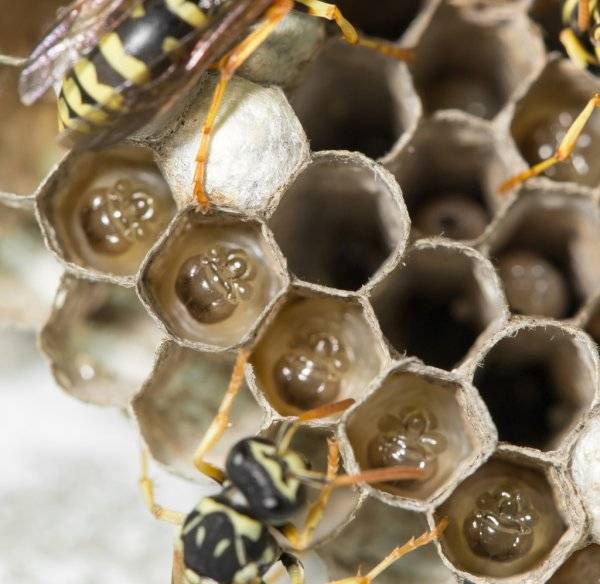 О пользе личинок и пчелиного гомогената