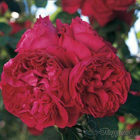 Роза эрик таберли (eric tabarly) — характеристики сорта