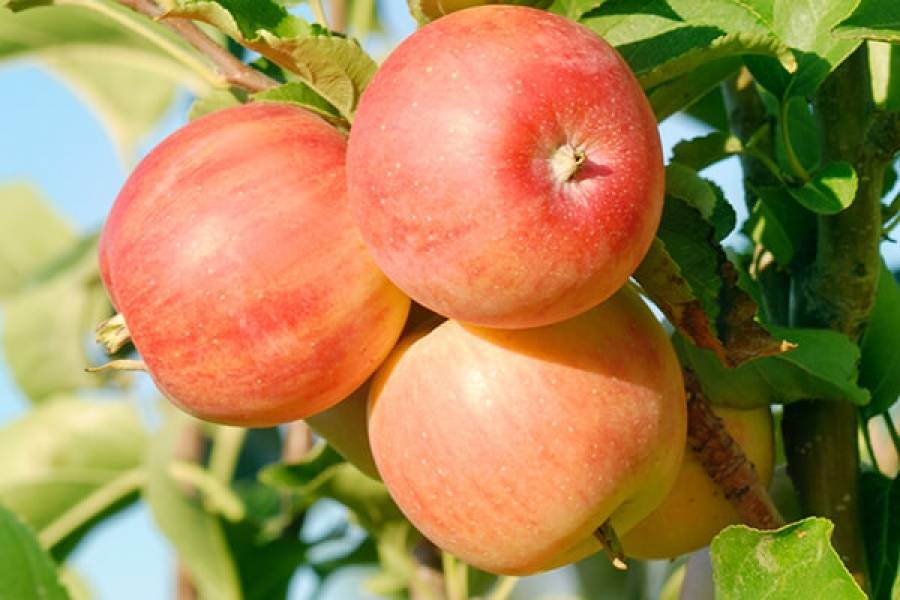 О яблоне Уральское розовое: описание сорта, характеристики, агротехника