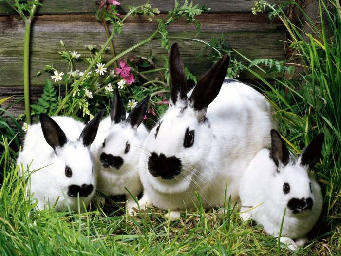 Карликовый кролик: уход и содержание в домашних условиях