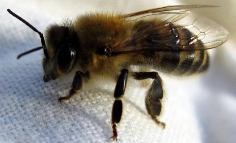Среднерусская порода пчел: отличительные черты и правила ухода за ней
