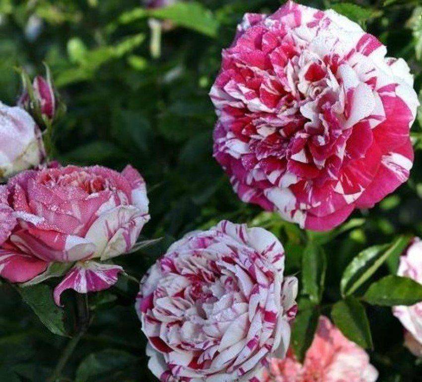 Что такое полиантовые розы