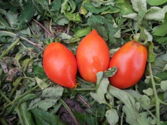 Объективные оценки сорта томата «ракета»: урожайность, вкус, сроки созревания