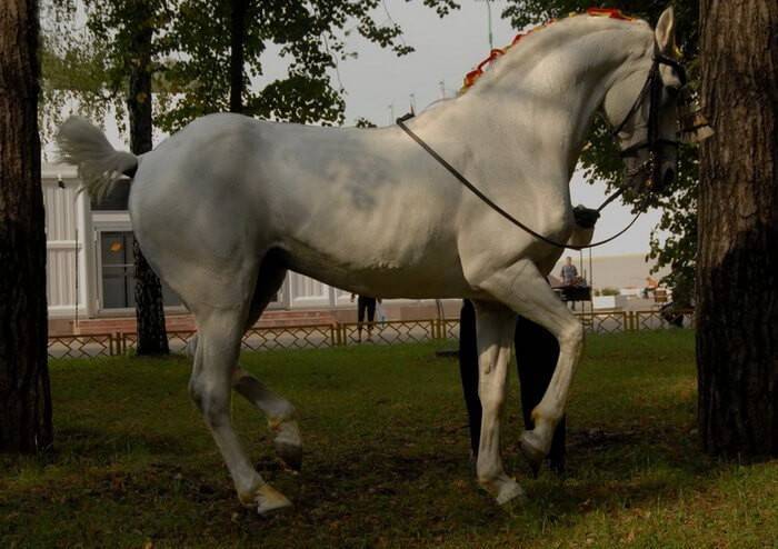 Андалузская лошадь: как она выглядит и как за ней правильно ухаживать?