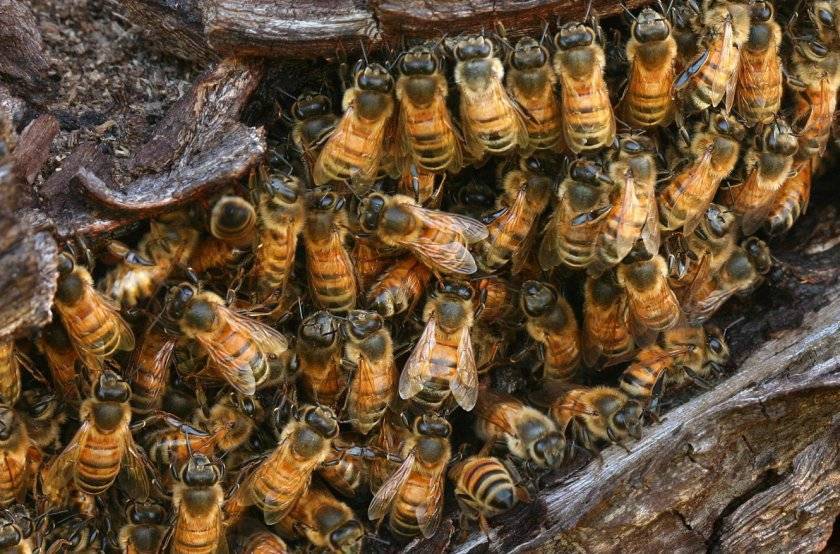 Как можно избавиться от пчел?