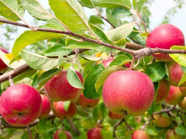 Секреты успешного выращивания яблонь «чемпион»