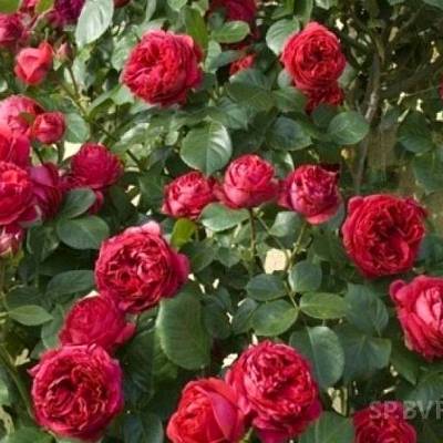 О розе cesar: описание и характеристики, выращивание плетистой розы