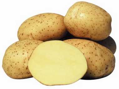 Какой картофель подходит для выращивании на урале? описание и фото сортов